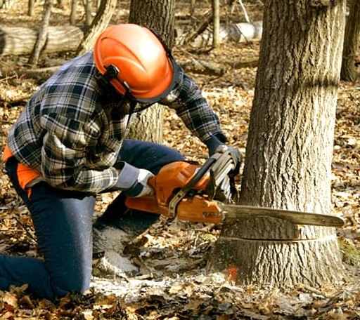 Tree Removal in Nederland, TX